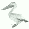Image:pelican.jpg