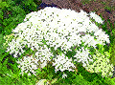 heracleum mantegazzianum
