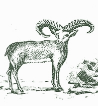 մուֆլոն (վայրի ոչխար)