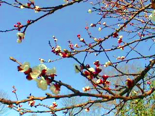 abricotier fleuri